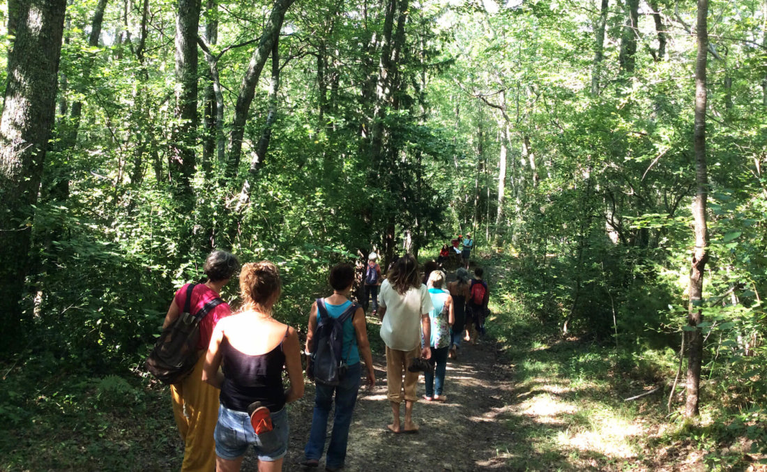Marche reconnexion avec la nature dans les bois à Manaska