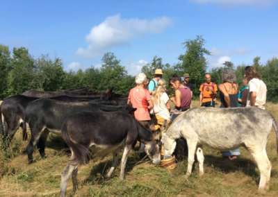 Balande nature avec les ânes dans les prés à Manaska Montbrun-Bocage