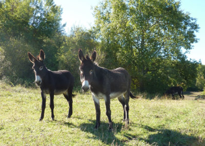 Deux ânes curieux