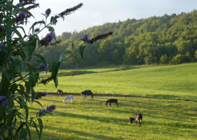 Les ânes à Manaska dans le prés